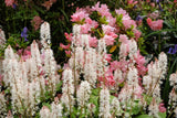 20 HEARTLEAF FOAMFLOWER White & Pink Tiarella Wherryi Coolwort Flower Seeds