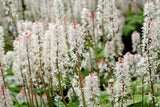 20 HEARTLEAF FOAMFLOWER White & Pink Tiarella Wherryi Coolwort Flower Seeds