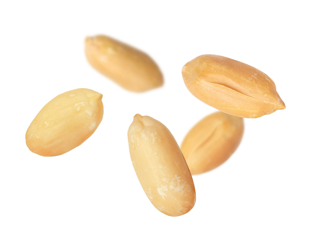 25 Seeds BAILEY II Virginia PEANUT Arachis Hypogaea Perennial Nut Plant