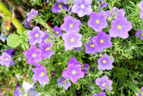 250 PURPLE Robe CUP FLOWER Nierembergia Hippomanica Caerulea Seeds