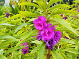100 Mixed Colors DOUBLE CAMELLIA IMPATIENS (Balsam / Lady Slipper / Touch Me Not) Impatiens Balsamina Flower Seeds