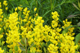 25 YELLOW WILD INDIGO Baptisia Tinctoria False Indigo Flower Seeds