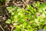 150 GARDEN CHERVIL (Gourmet Parsley) Anthriscus Cerefolium Herb Flower Seeds