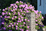 50 Rosebay RHODODENDRON Maximum White Pink Laurel Bush Shrub Flower Seeds