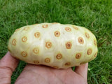 20 NONI Cheese Fruit Great Morinda Citrifolia Indian Beach Mulberry Shrub Tree Seeds