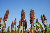 50 M81E SORGHUM Light Amber Syrup Bicolor Vegetable Grain Seeds