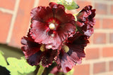 25 BURGUNDY RED HOLLYHOCK Alcea Rosea Flower Seeds Perennial