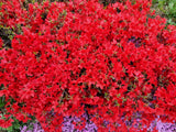 10 RED CUMBERLAND AZALEA Rhododendron Cumberlandense Bush Shrub Flower Seeds