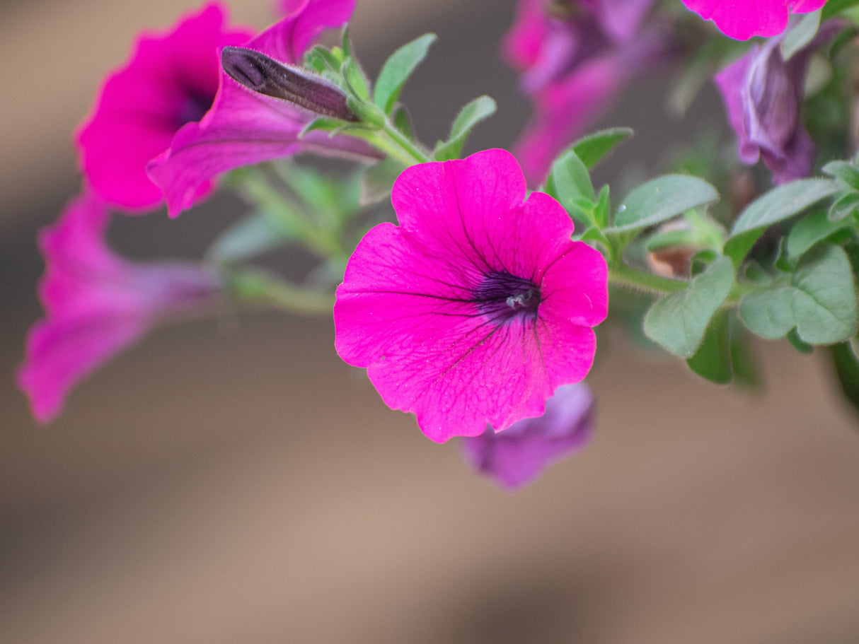 1000 SHANIN PETUNIA Integrifolia Violacea Pink Purple Wild Flower Seeds