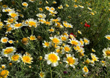 1000 GARLAND CROWN DAISY Chrysanthemum Coronarium Glebionis White Yellow Flower Seeds