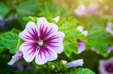 20 ZEBRA MALLOW Malva sylvestris var. Zebrina Flower Seeds