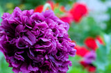 250 Organic PEONY POPPY MIX Papaver Paeoniflorum Mixed Colors Red, White, Pink, Black, Purple, Salmon, Bronze, Lilac, & Bicolor Flower Seeds