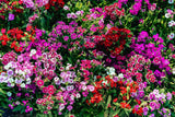 100 WEE Willie Dwarf SWEET WILLIAM Mixed Colors Dianthus Barbatus Flower Seeds