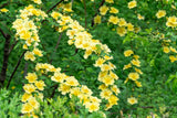 10 Golden Yellow FATHER HUGO ROSE Rosa Hugonis Flower Bush Shrub Seeds