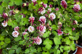 50 Double WINKY ROSE & White COLUMBINE Aquilegia Vulgaris Flower Seeds