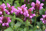 50 PAGODA MIX PRUNELLA Grandiflora Bigflower Selfheal Blue Pink etc Flower Seeds