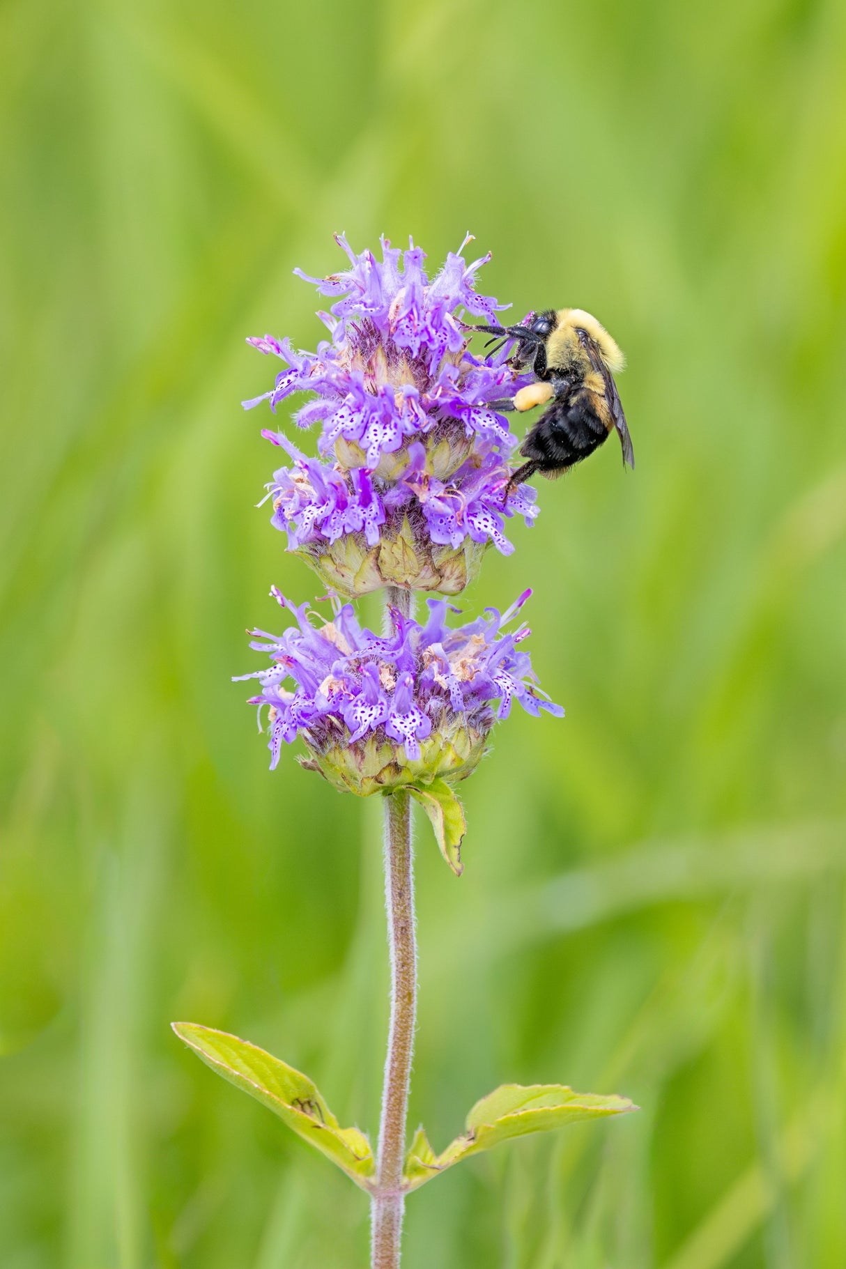 200 PURPLE WOOD MINT Blephilia Ciliata Downy Pagoda Horsemint Herb Flower Seeds