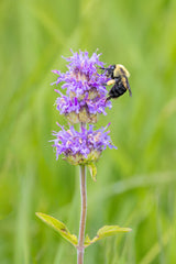 200 PURPLE WOOD MINT Blephilia Ciliata Downy Pagoda Horsemint Herb Flower Seeds