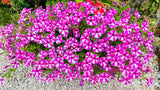 100 STAR MIX PETUNIA Mixed Colors Petunia Violacea Flower Seeds Red Blue Purple