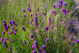 700 PURPLE PRAIRIE CLOVER Dalea Purpurea Flower Seeds