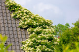 50 CLIMBING HYDRANGEA Anomala Petiolaris Vine Flower Seeds
