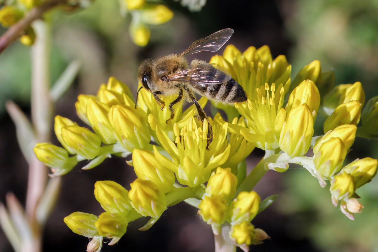 200 GOLDEN CARPET SEDUM Acre Gold Moss Stonecrop Flower Seeds