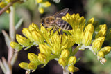 200 GOLDEN CARPET SEDUM Acre Gold Moss Stonecrop Flower Seeds