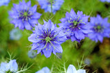 500 LOVE IN A MIST Miss Jekyll Blue ( Fennel Flower ) Nigella Damascena Flower Seeds