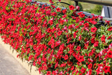 500 Fire Chief RED PETUNIA Nana Compacta Sun Annual AAS Winner Fragrant Hummingbird Flower Seeds