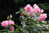 5 PINK ROSE Rosa Bush Shrub Perennial Flower Seeds