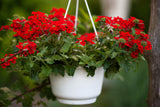50 SCARLET VERBENA Red Nana Compacta Fragrant Flower Seeds