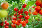 300 SMALL Red CHERRY TOMATO Lycopersicon Lycopersicum Fruit Vegetable Seeds