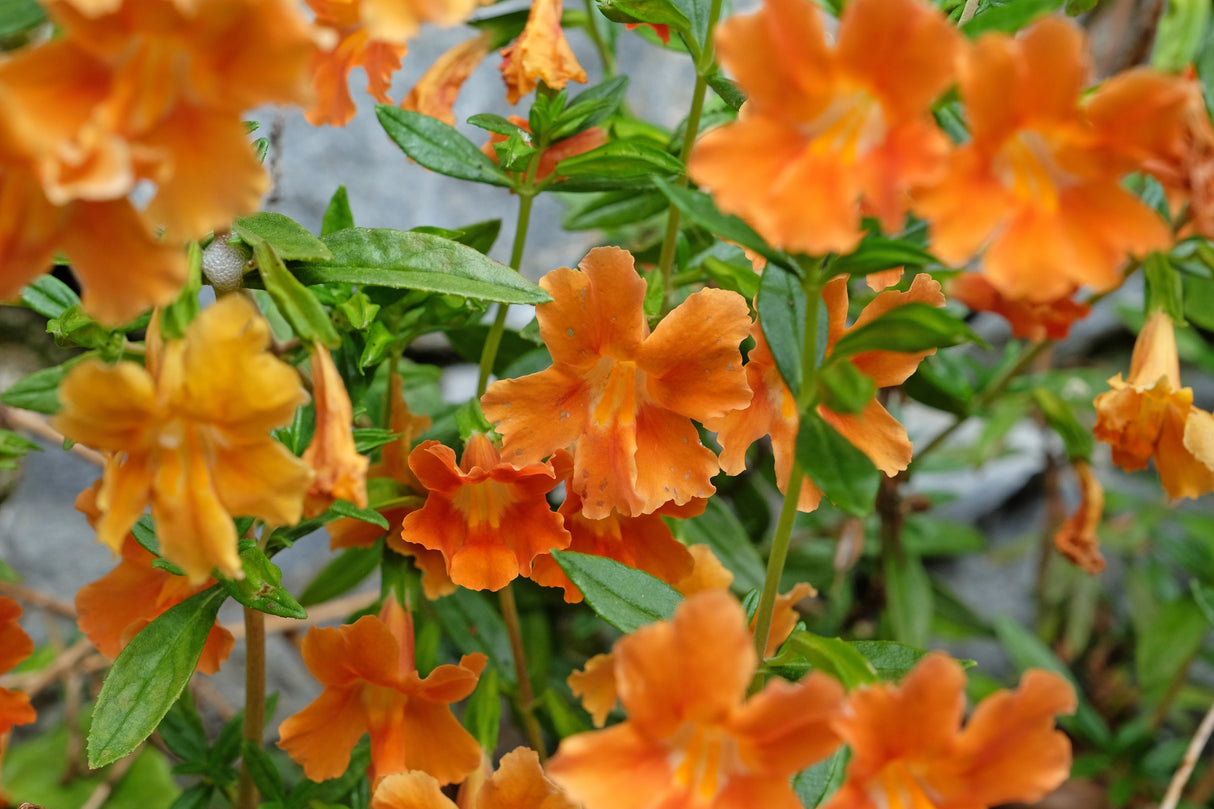 100 Twinkle ORANGE MONKEY FLOWER Mimulus Seeds