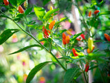 50 TABASCO PEPPER Hot Red Capsicum Fruitescens Vegetable Seeds