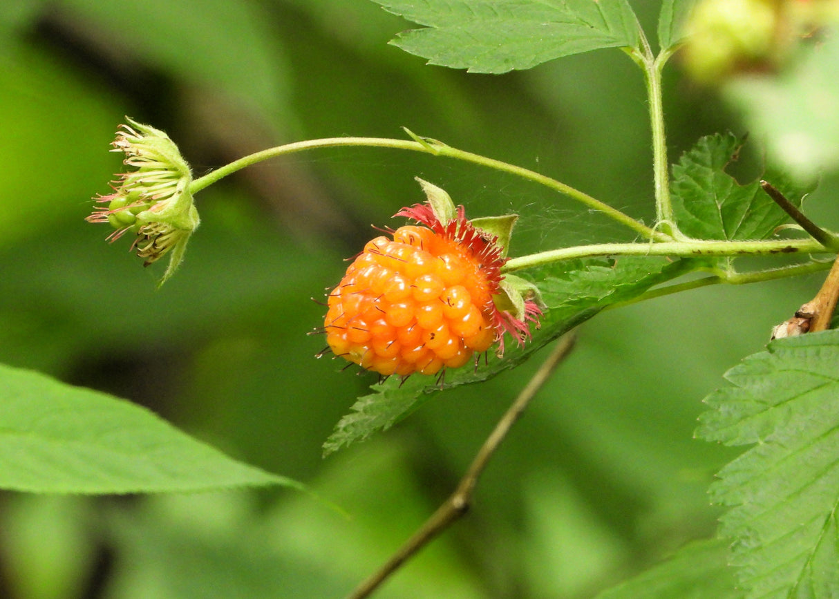 20 SALMONBERRY RUSSIAN RASPBERRY Rubus Spectabilis Fruit Seeds Purple Flowers