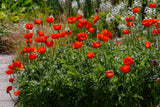 1000 MIXED Colors ORIENTAL POPPY Papaver Orientale Flower Seeds
