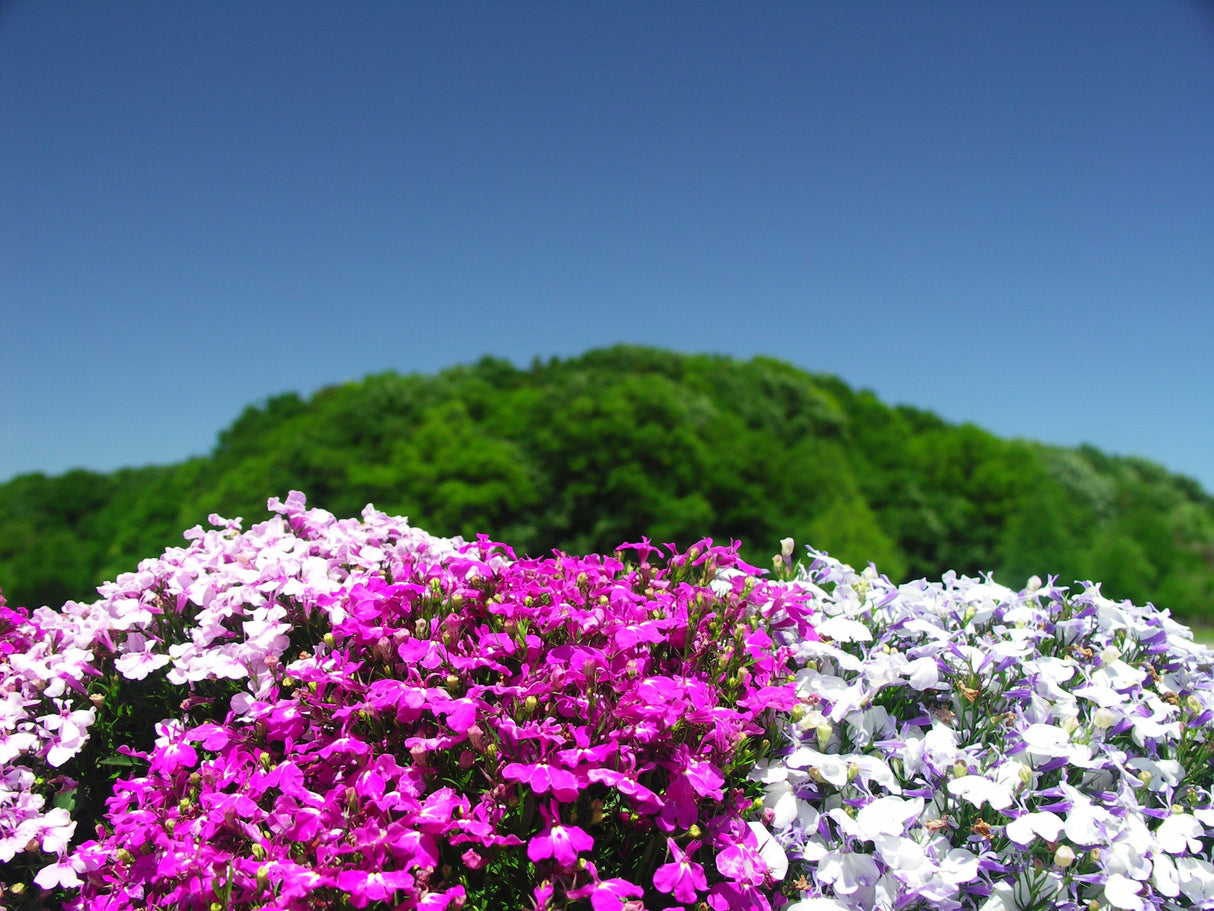 200 MIXED COLORS LOBELIA Regatta Lobelia Erinus Flower Seeds