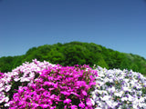 200 MIXED COLORS LOBELIA Regatta Lobelia Erinus Flower Seeds
