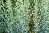500 ABSINTHE WORMWOOD Common Artemisia Absinthium Green Ginger Herb Flower Seeds