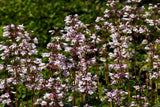 25 HUSKER RED PENSTEMON Digitalis Foxglove Beardtongue White Flower Seeds