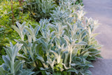 100 Wolly LAMBS EAR Stachys Byzantina Silvery Fuzzy Leaves Purple Flower Seeds