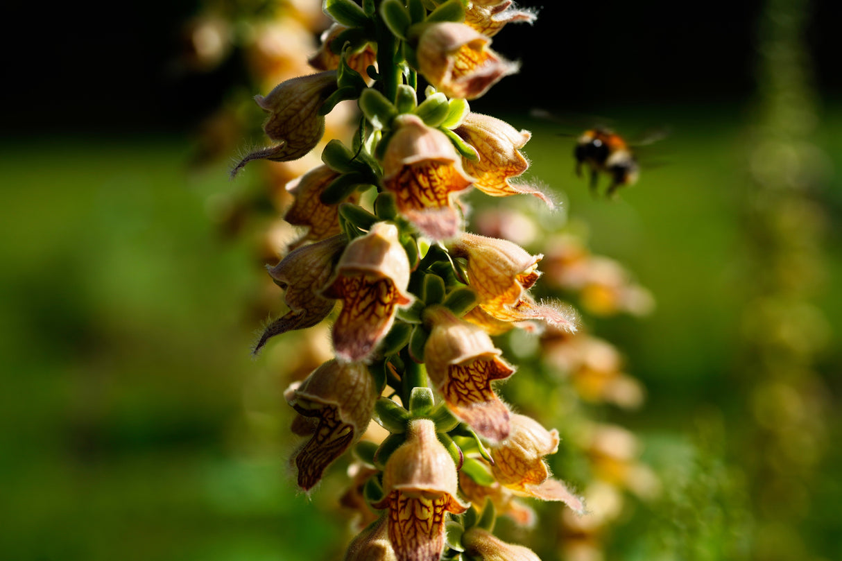 50 RUSTY FOXGLOVE Hummingbird Flower Digitalis Ferruginea Yellow Herald Seeds