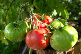 500 BEEFSTEAK TOMATO Lycopersicon Lycopersicum Fruit Vegetable Seeds