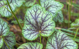 50 HEUCHERA Americana CORAL BELLS Dale's Strain American Alumroot Flower Seeds