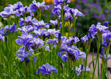 20 MIXED SIBERIAN IRIS Sibirica Iris Bicolor Blue Red White Yellow Purple Siberian Flag Flower Seeds