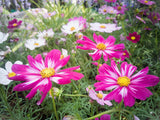 300 CANDY STRIPE COSMOS Bipinnatus Pink White Flower Seeds