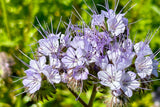 300 PURPLE TANSY Lacy Fiddleneck Phacelia Tanacetifolia Flower Seeds