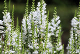 50 WHITE Showy OBEDIENT PLANT False Dragon Head Physostegia Virginiana Flower Seeds