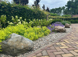 100 LADYS MANTLE Alchemilla Mollis Flower Seeds
