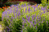 100 ORGANIC Superior LICORICE MINT Agastache Rugosa Korean Tea Herb Purple Flower Seeds